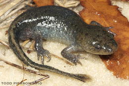 Image of Mole Salamander