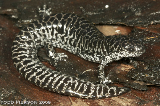 Image of Flatwoods salamander