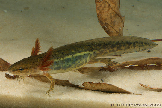 Image of Mole Salamander