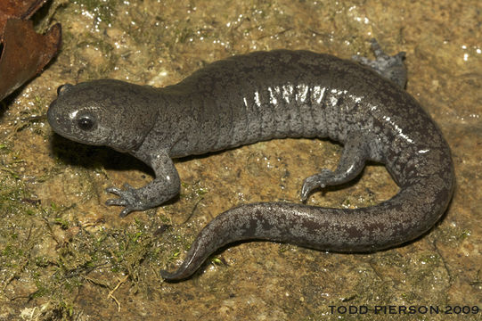 Image of Streamside Salamander