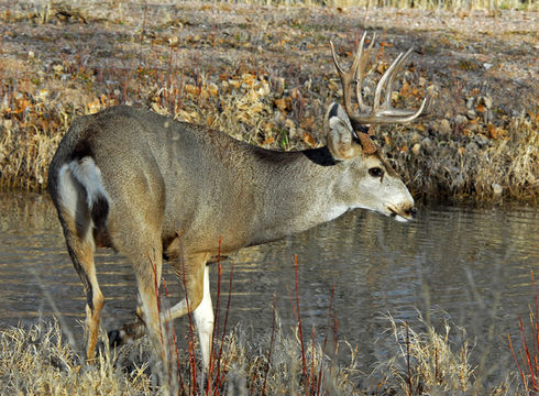 Image of mule deer