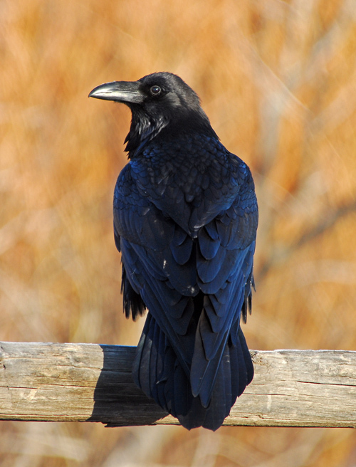 Image of Northern Raven