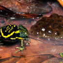 Image of Pleasing Poison Frog