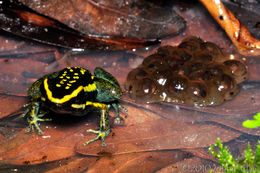 Image of Pleasing Poison Frog