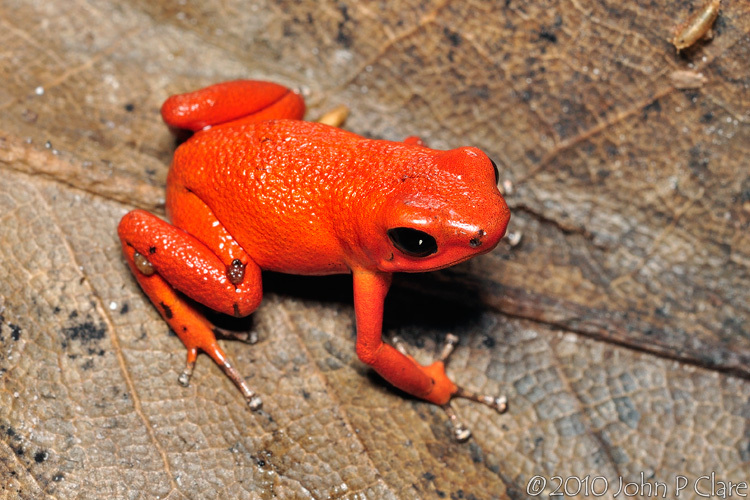 Image of Flaming Poison Frog