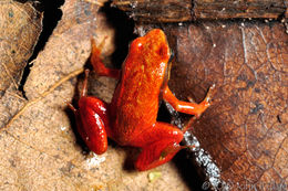 Image of Ginger Tree Frog