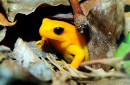 Image of Ginger Tree Frog