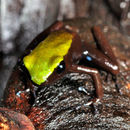 攀樹彩蛙的圖片