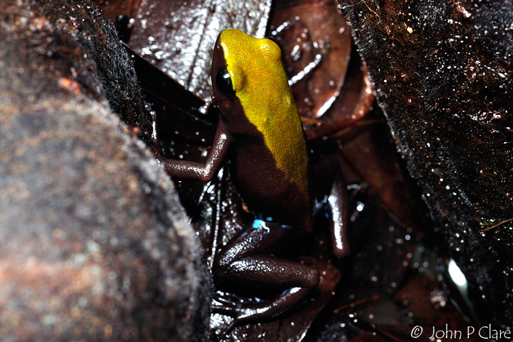 Image of Arboreal Mantella