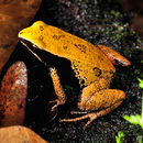 Image of Eastern Golden Frog