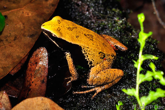 Image of Eastern Golden Frog