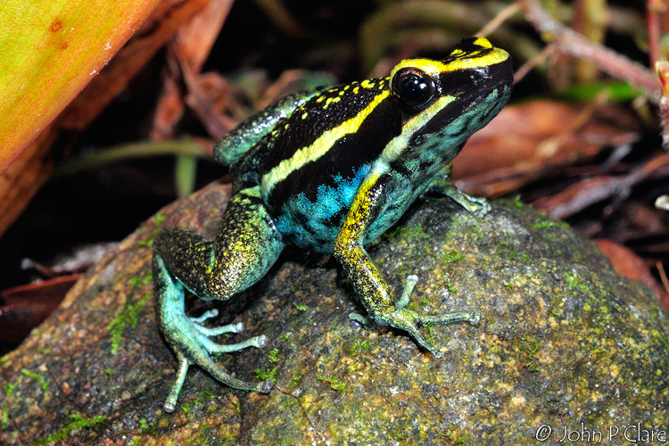 Image of Pleasing Poison Frog