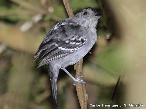 Image of Variable Antshrike