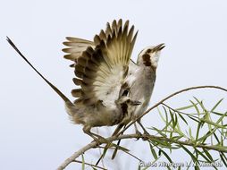 Image of Streamer-tailed Tyrant