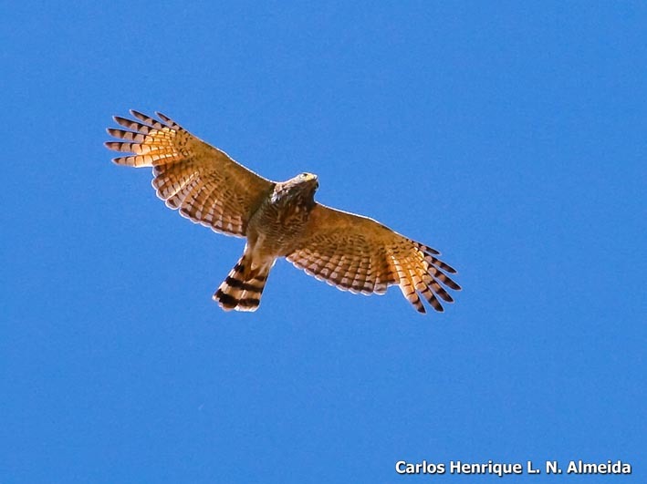 Image of Roadside Hawk