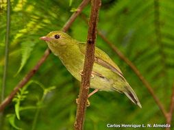 Image of Blue Manakin