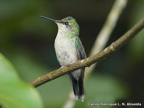 Image of Violet-capped Woodnymph