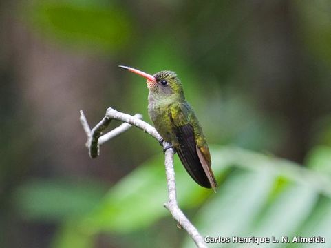 Image of Gilded Hummingbird