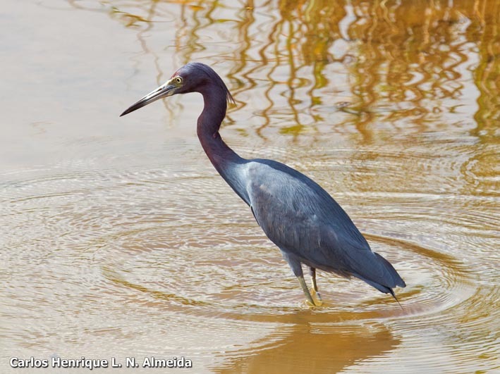 Слика од Egretta caerulea (Linnaeus 1758)