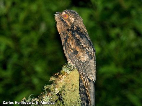 Image of Common Potoo