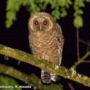 Image of Rusty-barred Owl