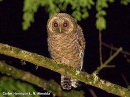 Image of Rusty-barred Owl