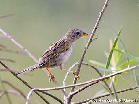 Image of Wedge-tailed Grass Finch