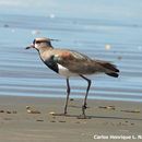 Image of Southern Lapwing