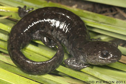 Image of Mabee's Salamander