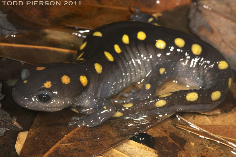 Слика од Ambystoma maculatum (Shaw 1802)