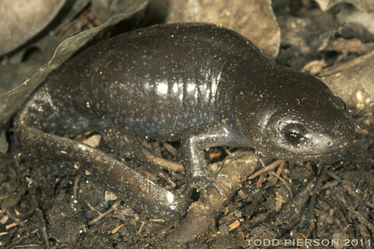 Image of Mole Salamander