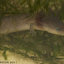 Image of Dwarf Waterdog