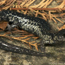 Image de Plethodon variolatus (Gilliams 1818)