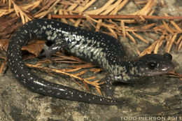 Imagem de Plethodon variolatus (Gilliams 1818)