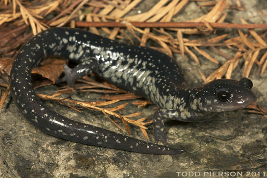 صورة Plethodon variolatus (Gilliams 1818)