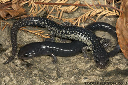 Imagem de Plethodon variolatus (Gilliams 1818)