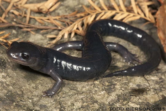 Imagem de Plethodon variolatus (Gilliams 1818)