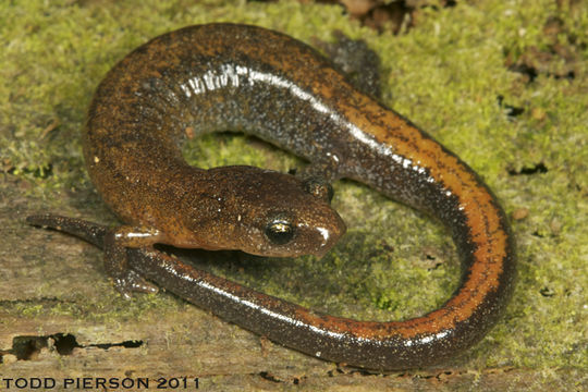 Image of Webster's Salamander