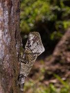 Image of Smooth Helmeted Iguana