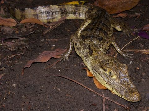 Image of Common Caiman