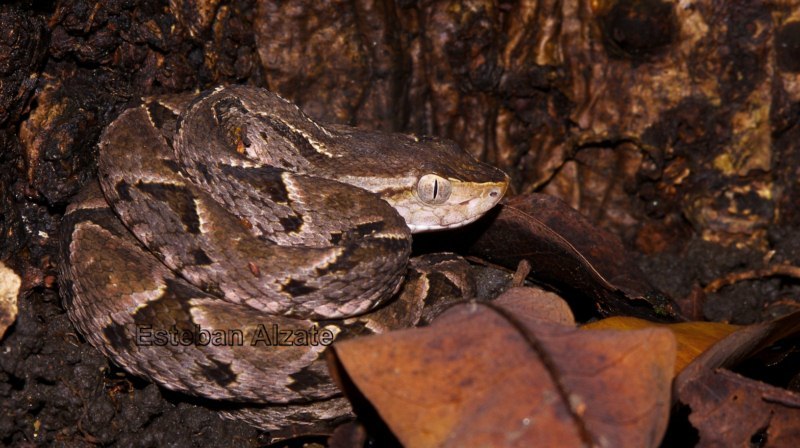 Imagem de Bothrops asper (Garman 1883)