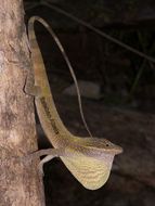 Image of Jacare Anole