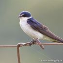 Image of White-rumped Swallow