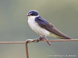 Tachycineta leucorrhoa (Vieillot 1817) resmi