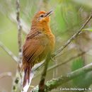 Image of Orange-breasted Thornbird