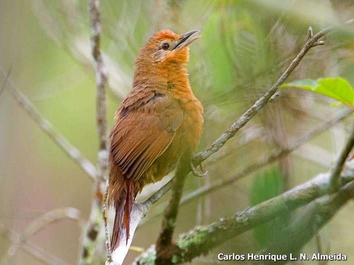 Image of Orange-breasted Thornbird