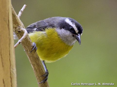 Image of Bananaquit