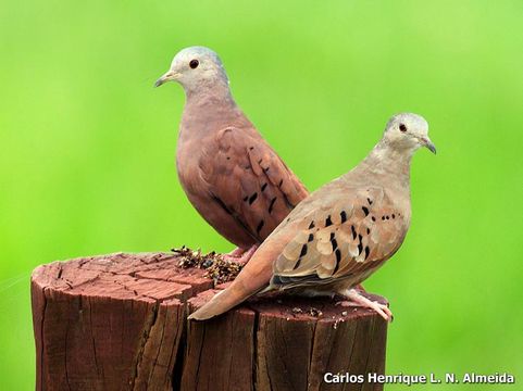 Image of Ruddy Ground Dove