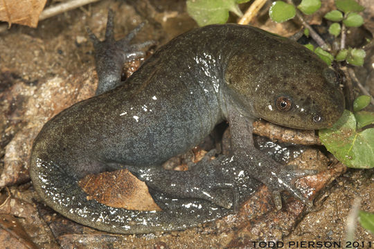 Image of Mole Salamander