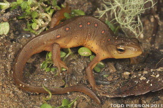 Plancia ëd Notophthalmus viridescens (Rafinesque 1820)